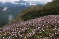 The Club Munnar Hotel